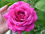 Троянда "Юріанда", фото 2