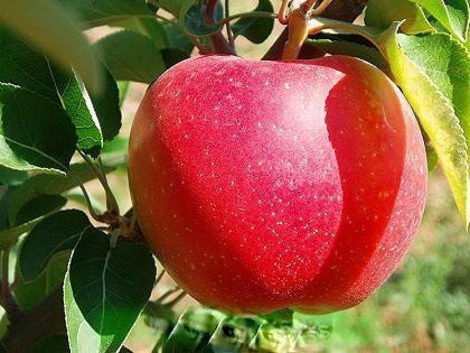 Яблуня "Еліза"