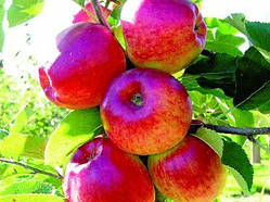 Яблуня колоноподібна "Джина"