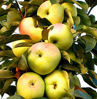 Яблуня колоноподібна "Малюха"