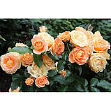 Троянда бордюрна "Дольче Віта", фото 2