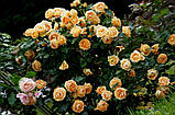 Троянда бордюрна "Дольче Віта", фото 3