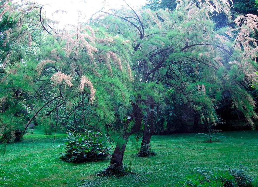 Тамарікс чотиричинковий (Tamarix tetrandra)