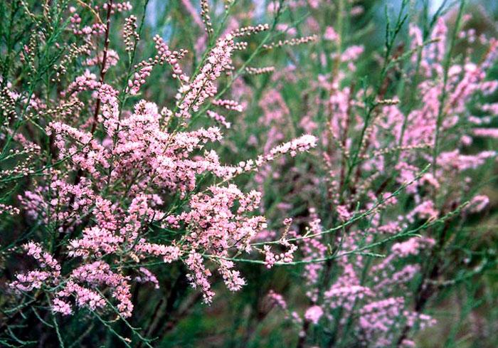 Тамарікс витончений (Tamarix gracilis)