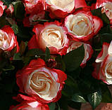 Троянда "Ностальжі", фото 2