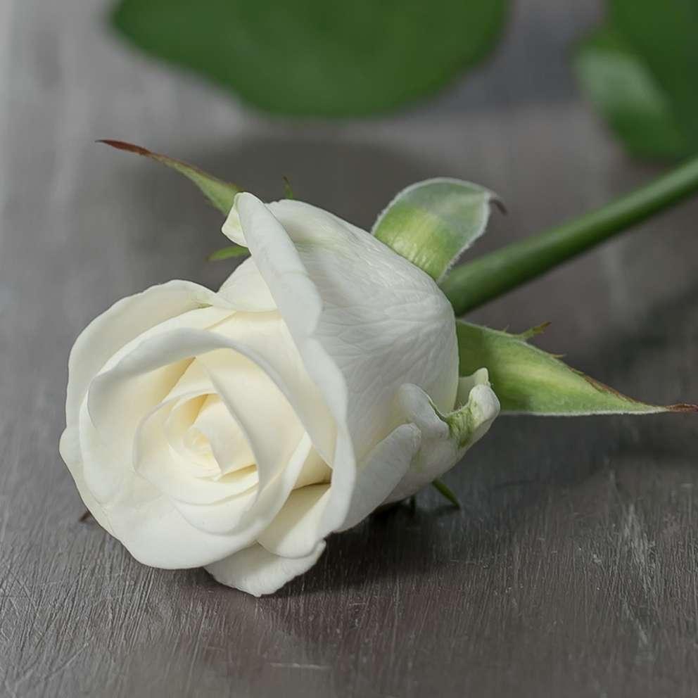 Троянда "Білуга"