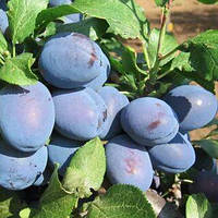 Слива "Чачакська Найболіа"