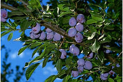 Слива "Кишинивска Рання"