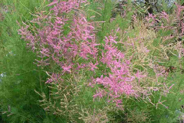 Тамарікс гілкистий (Tamarix ramosissima)