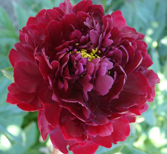 Півонія Чорні перли (Hei hai bo tao) (кореневще), фото 1