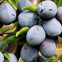 Слива "Ненька"