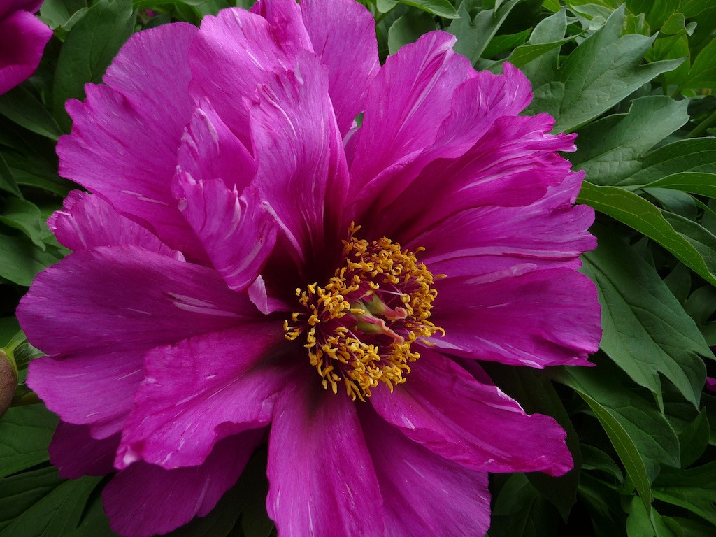Півонія ITOH Morning Lilac (кореневища)