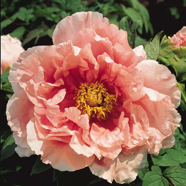 Півонія Данс дю Фе (Paeonia Danse du Feu) кореневище