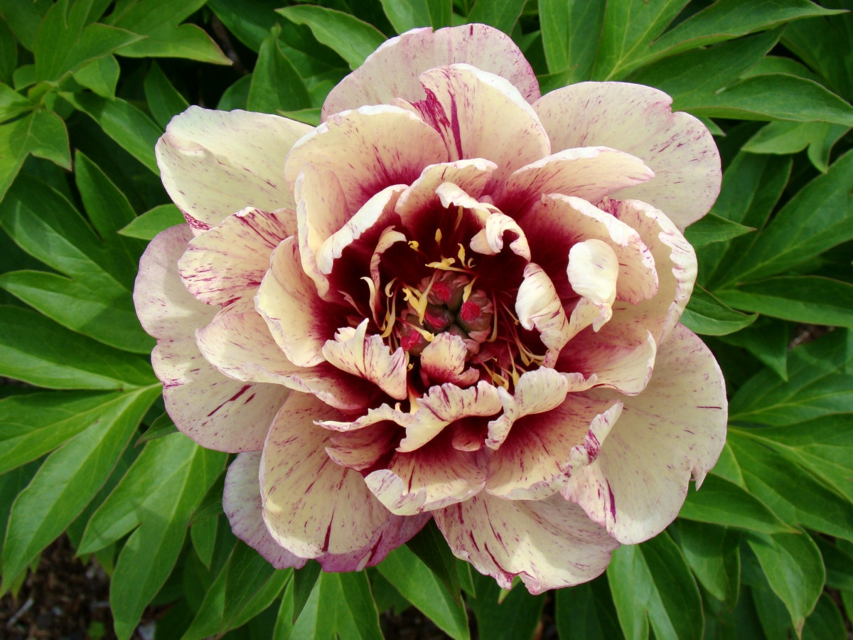 Півонія Олл Зет Джаз ( Paeonia All That Jazz) кореневище