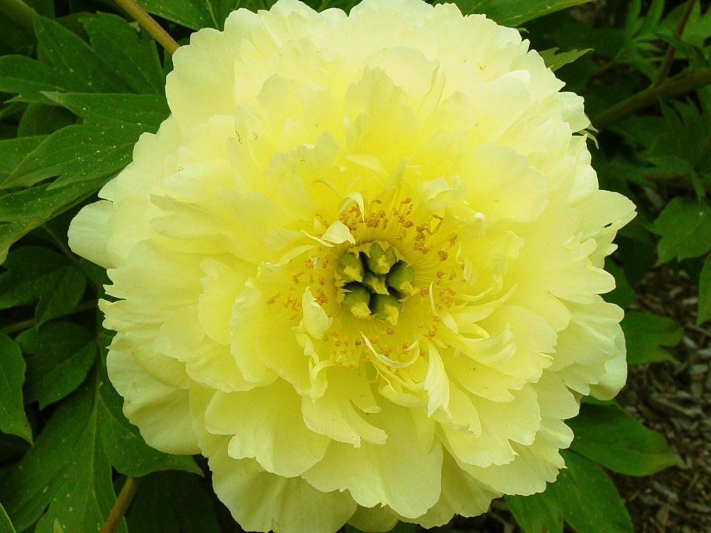 Півонія Єллоу Дудл Денді (Paeonia Yellow Doodle Dandy) кореневище