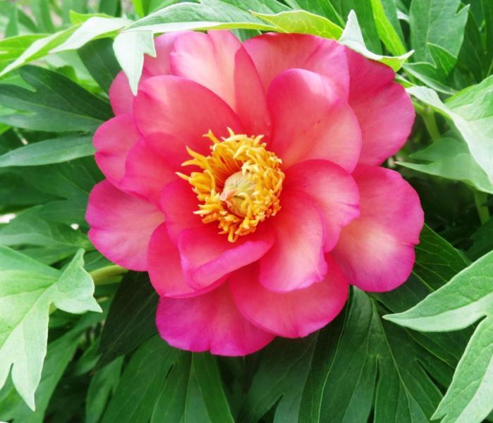 Півонія Пінк Ардур (Paeonia Pink Ardour) кореневища