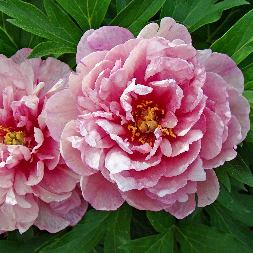 Півонія Пінк Дабл Денді (Paeonia Pink Double Dandy) кореневище