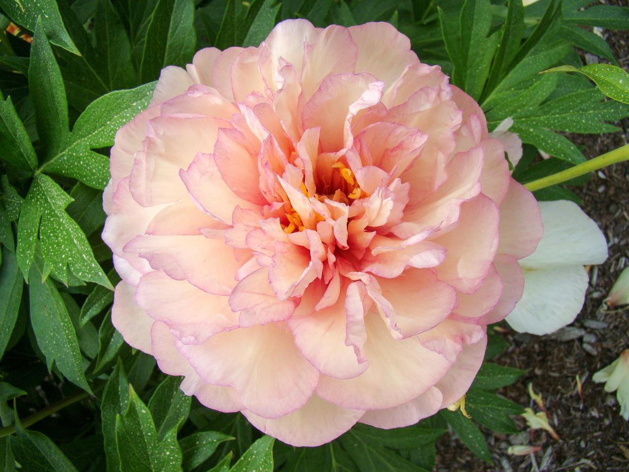 Півонія Скрумдидлеумшес (Paeonia Scrumdidleumptious) кореневище