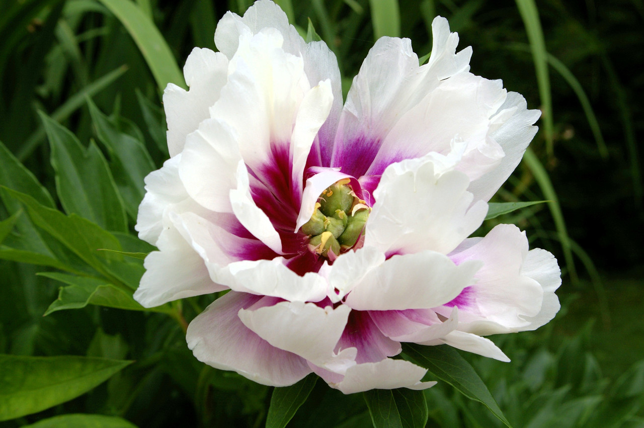 Півонія Кора Луїза (Paeonia Cora Louise) кореневище