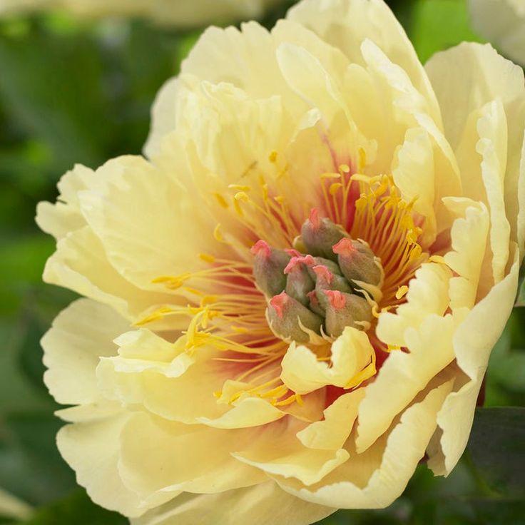 Півонія Гарден Треже ( Paeonia Garden Treasure)кореневище