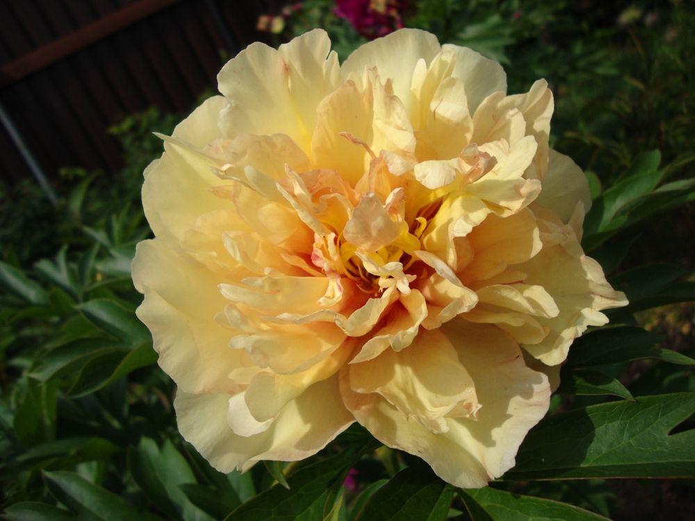 Півонія Канарі Діамантс (Paeonia Canary Brilliants) (кореневище)