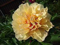 Пион Канари Бриллиантс (Paeonia Canary Brilliants) (корневыще)