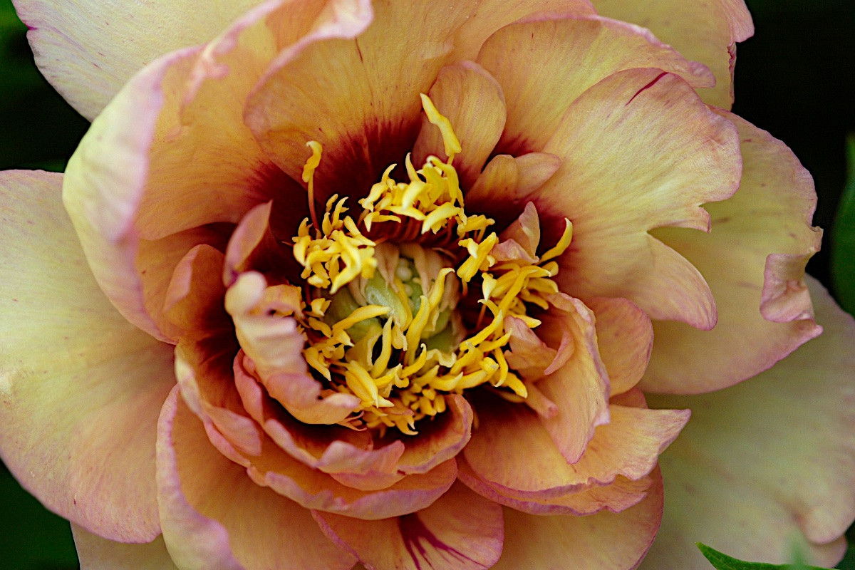 Півонія Келлі' з Меморі (Paeonia Callie's Memory) кореневище