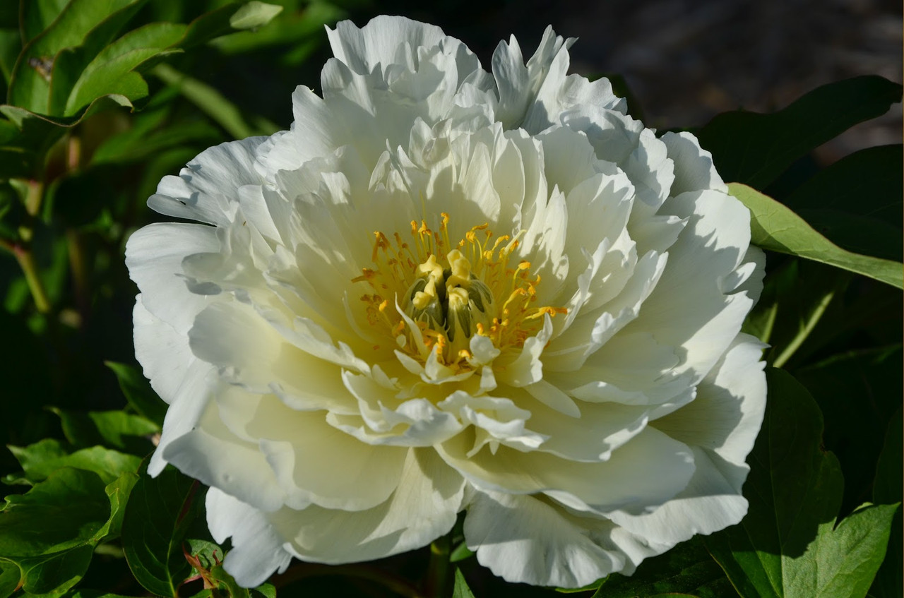 Півонія Уайт Емперор ( Paeonia White Emperor) кореневище