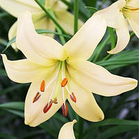 Лилия Пёрл Фрэнсис (Lilium Pearl Frances) 1шт.