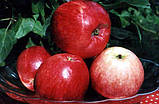 Яблуня "Аскольда", фото 2