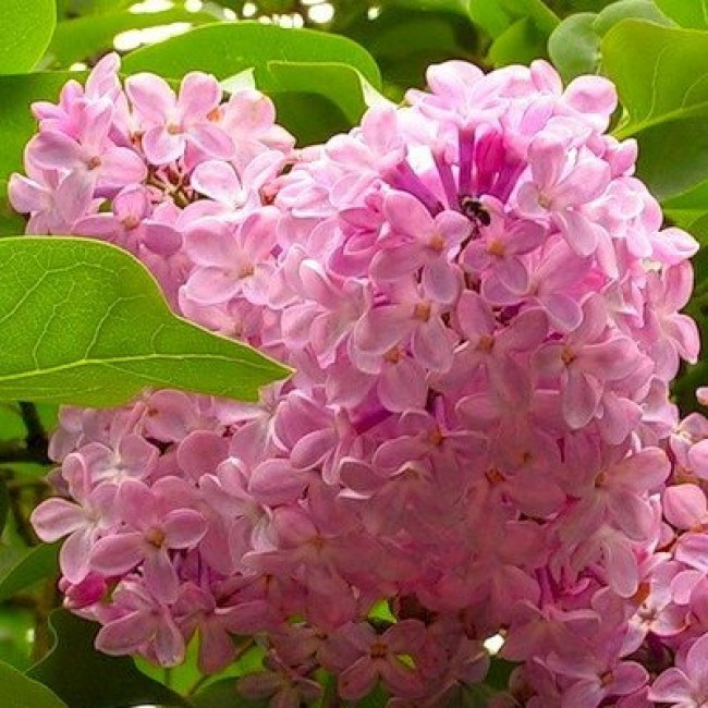 Бузок California Rose (саджанці)