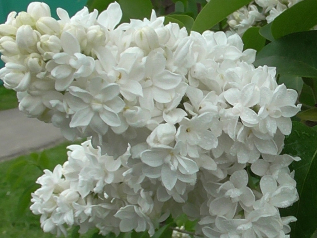 Бузки "ПАМ'ЯТЬ ПРО КОЛЕСНІКОВА", фото 1