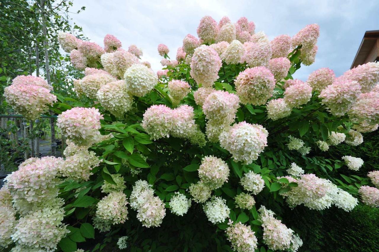 Гортензія Grandiflora