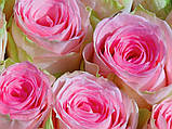 Троянда "Дольче Віта", фото 2