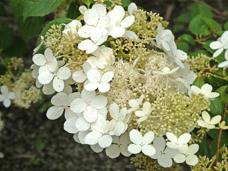 Гортензія Brussels Lace