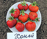 Полуниця Хоней (раня), фото 2