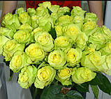 Троянда "Лимбо", фото 2