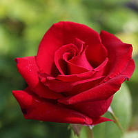 Троянда "Мадам Дельбар"