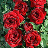 Троянда "Мадам Дельбар", фото 2