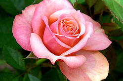 Троянда "Ноліліс"