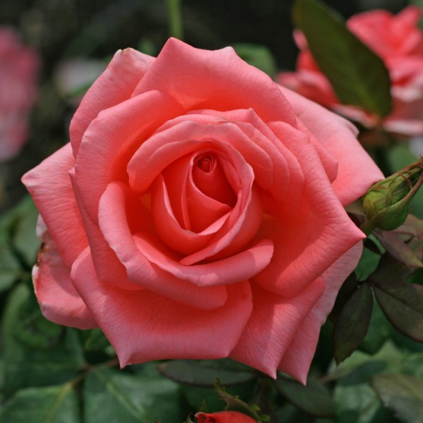 Троянда "Нобіліс", фото 1