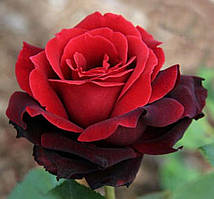 Троянда "Норита"