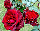 Троянда "Норита", фото 3