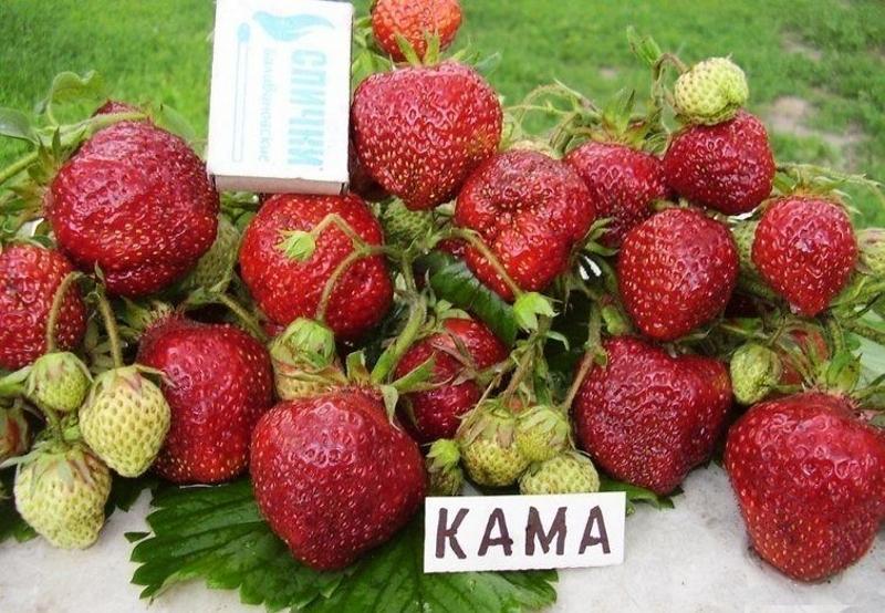 Полуниця "Кама" (рання)