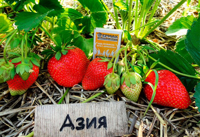 Полуниця "Азія" (середньо-рання), фото 1