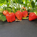 Полуниця "Азія" (середньо-рання), фото 2