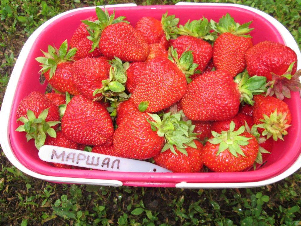 Полуниця "Маршал" сорт (середньораннього терміну дозрівання), фото 1