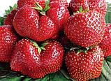 Полуниця "Чамора Турусі" (пізній сорт), фото 2