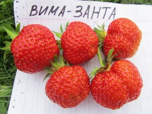 Полуниця "Чамора Турусі" (пізній сорт), фото 1