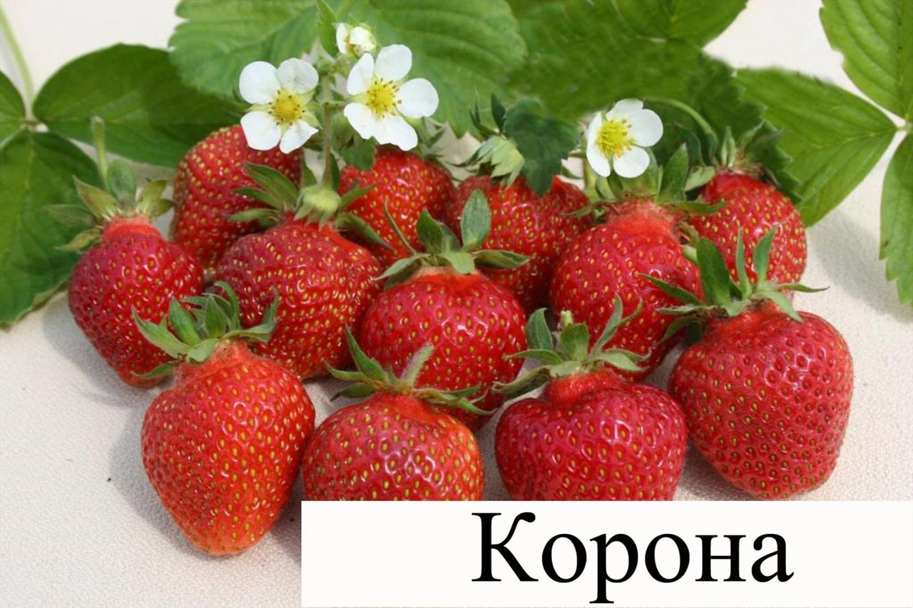 Полуниця "Корона" (середнього терміну дозрівання)